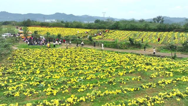 首个春秋假 青居镇百亩菊海引亲子打卡