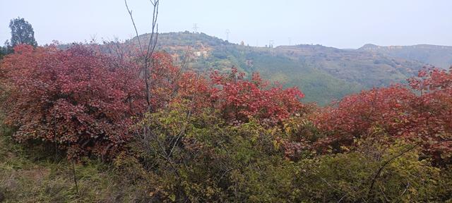 骊山红叶似火 车辆行人如织