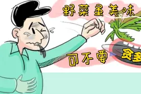 快住手！这种野菜千万别乱采，已有人差点进了 ICU……图片