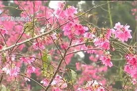 南宁石门公园樱花绽放，花期将持续至3月上旬图片