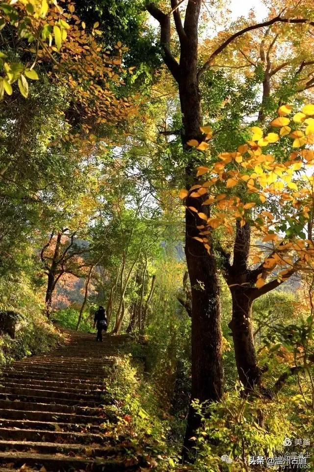现场报道:这条离市区很近的著名红枫古道已枫情万种,徒步正当时