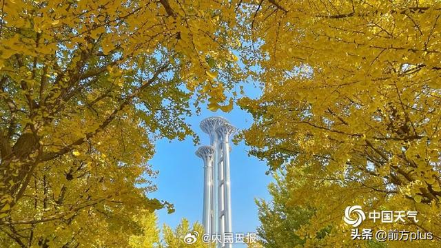 转存收藏！2025银杏观赏地图来了