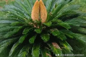 “买花一时爽，养花火葬场”，这5种花，再好看也要管住手图片