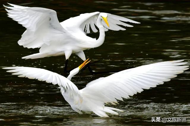 水上森林“红”了！武汉冬日观鸟秘境，邂逅油画里的万鸟齐飞