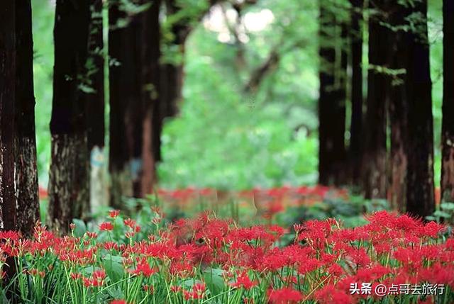 成都市区彼岸花，花开成海，不要门票，地铁公交直达！
