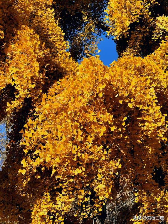 这个秋天，我在地坛