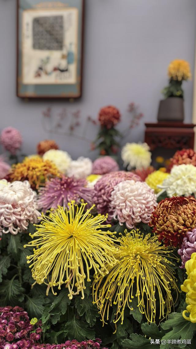 秋风独宠一园菊，晚来香艳出樊篱——北京北海公园2025年菊花展