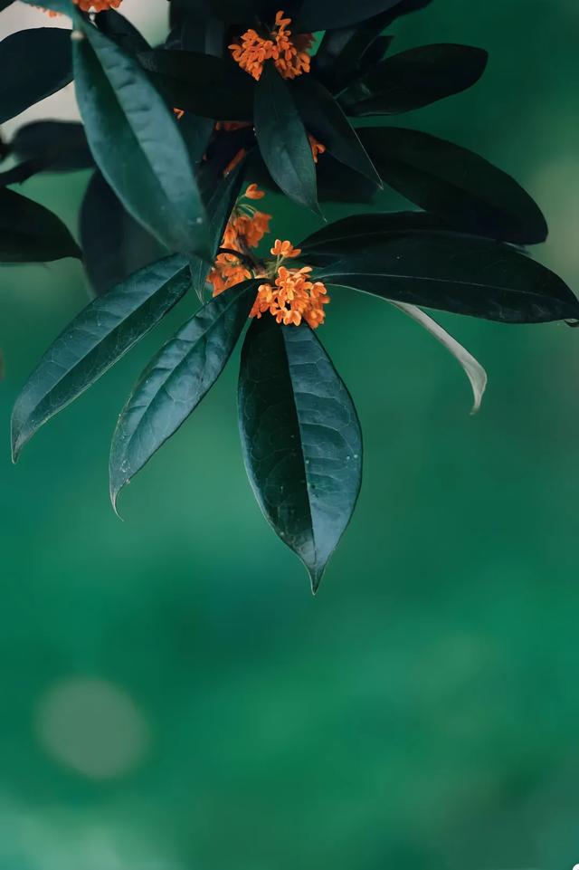 熟悉的香味已就位～郫都的桂花开好了！