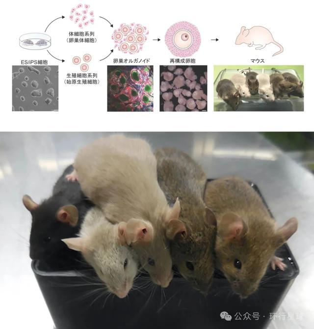 最新，日本科技生孩子，不需要男人了？