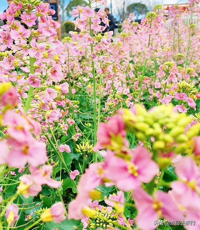 今天朋友圈的C位，成都限定的浪漫和震撼，错过了真的要等一年！