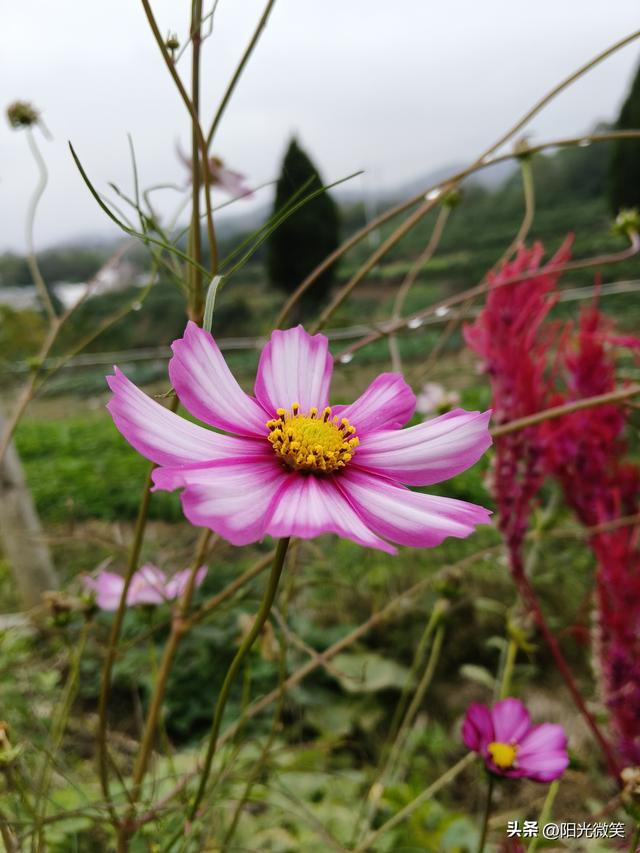 头条为什么设置作品置顶?如果不去设置，你后悔去吧