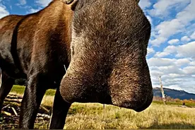 饥饿野狼捕食驼鹿，机智驼鹿引狼进陷阱，反应过来后为时已晚！图片