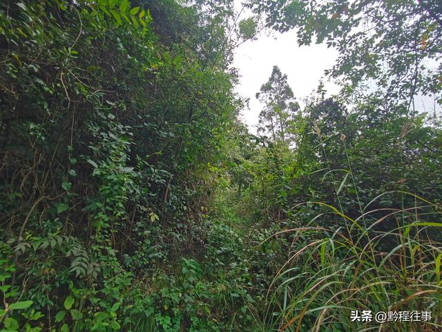 探寻龙眼山古寺遗址，一次最为艰难的野外探险之旅