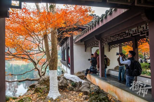 杭州最近美“枫”了，红枫和鸡爪槭还“傻傻分不清楚”？