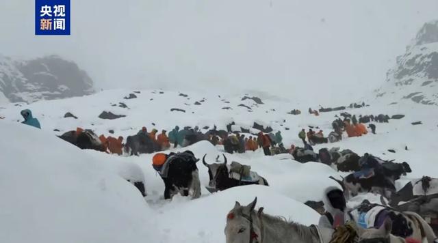 珠峰暴雪中，向导一人一狗带上百人撤离，有人转账5000元感谢；网友：这钱救命的，一点也不多！