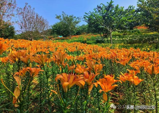 大连最美花海，中国园艺界标杆，十一假期就去这里赏花
