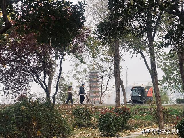 菏泽市立医院东边，我撞见了初冬最“静”的杨树林