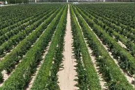 中国葡萄酒产区发展指数揭晓！宁夏产区稳居第一梯队图片