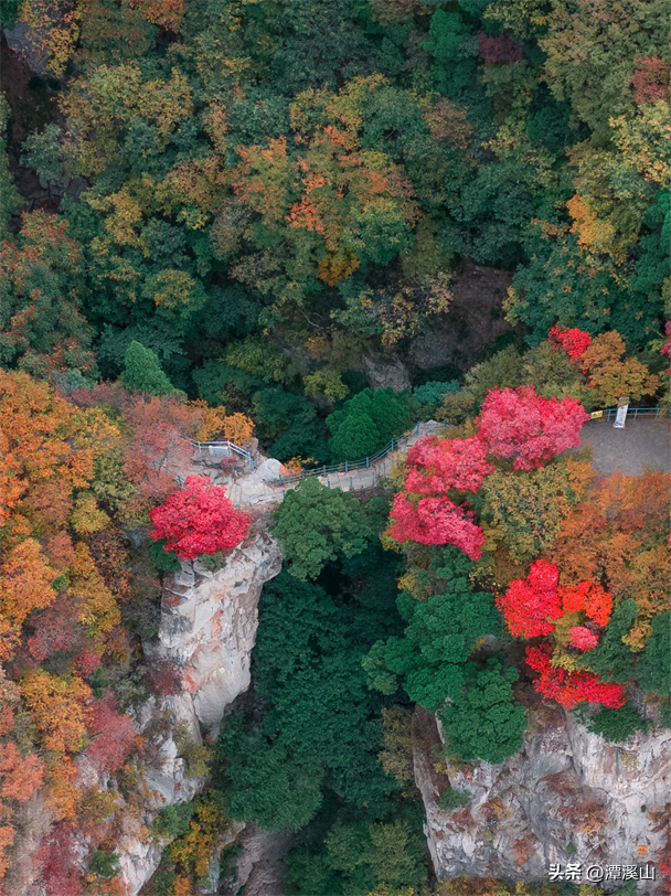 淄博红叶进入全盛期，漫山遍野醉人红