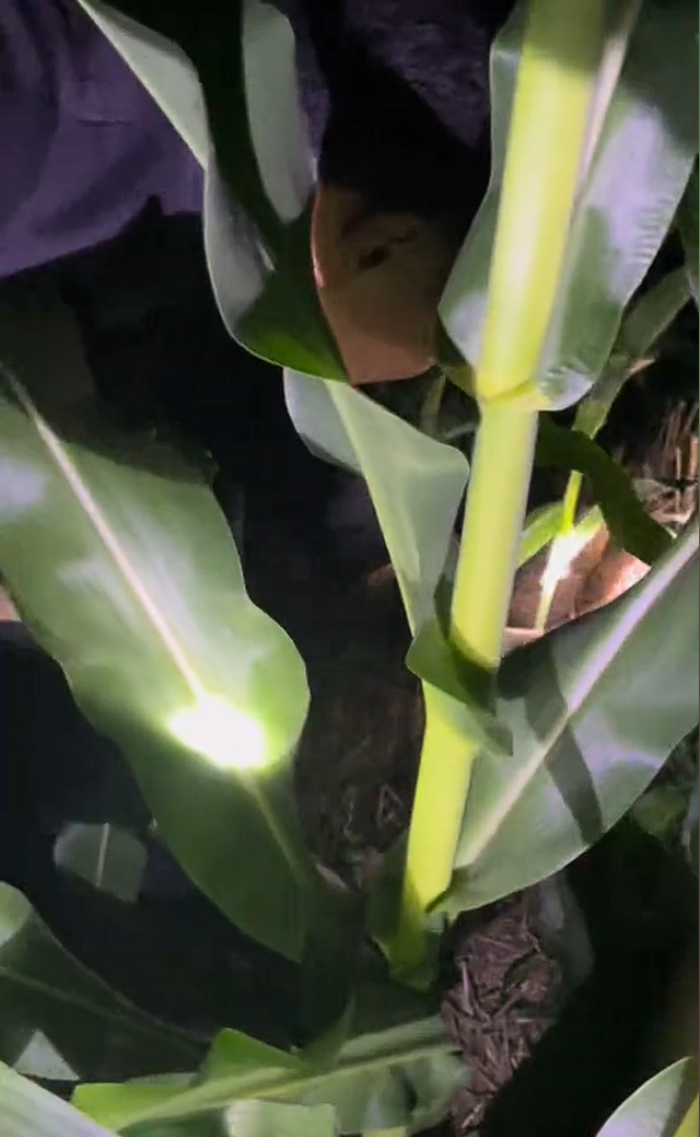 泪目！河北两夫妻夜晚田里浇地，休息时妻子突然发现丈夫不见了！