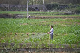 广西抗旱一线调查：旱情究竟如何？防灾形势如何？图片