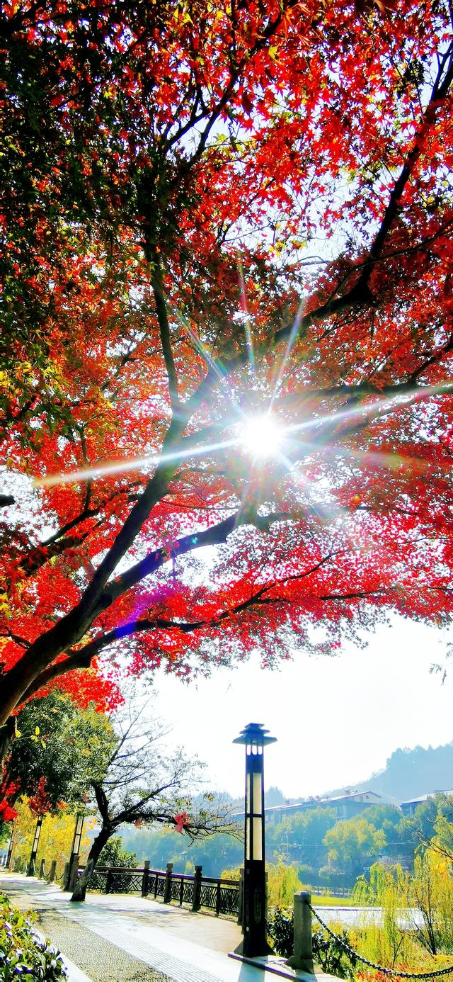 视觉画册｜醉美畲乡景宁：一季枫红燃情似火，半河光影温润如诗