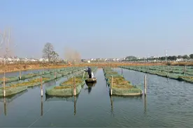 变身“塘总监”，养黄鳝不再难如登天图片