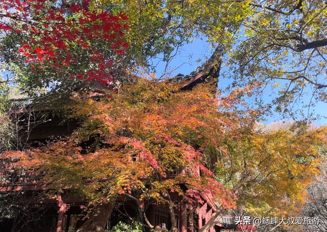 这个杭州“超绝枫叶地”真棒，人少景美中式拉满，免费且跨越时空