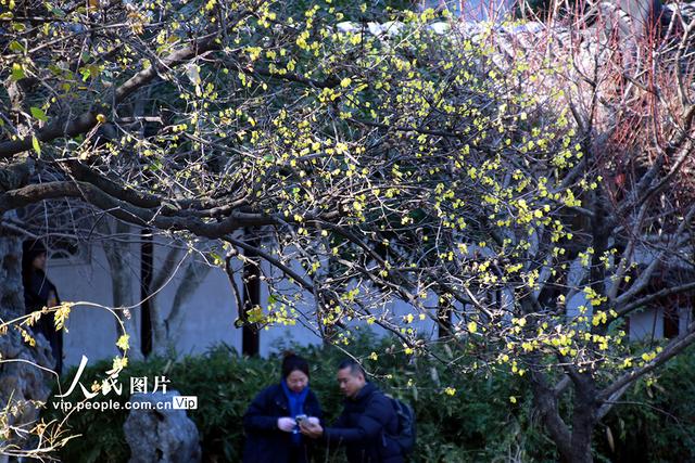 江苏苏州：蜡梅绽放