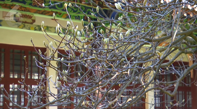 白玉兰绽放、松鼠互动体验，这里有点好玩哦