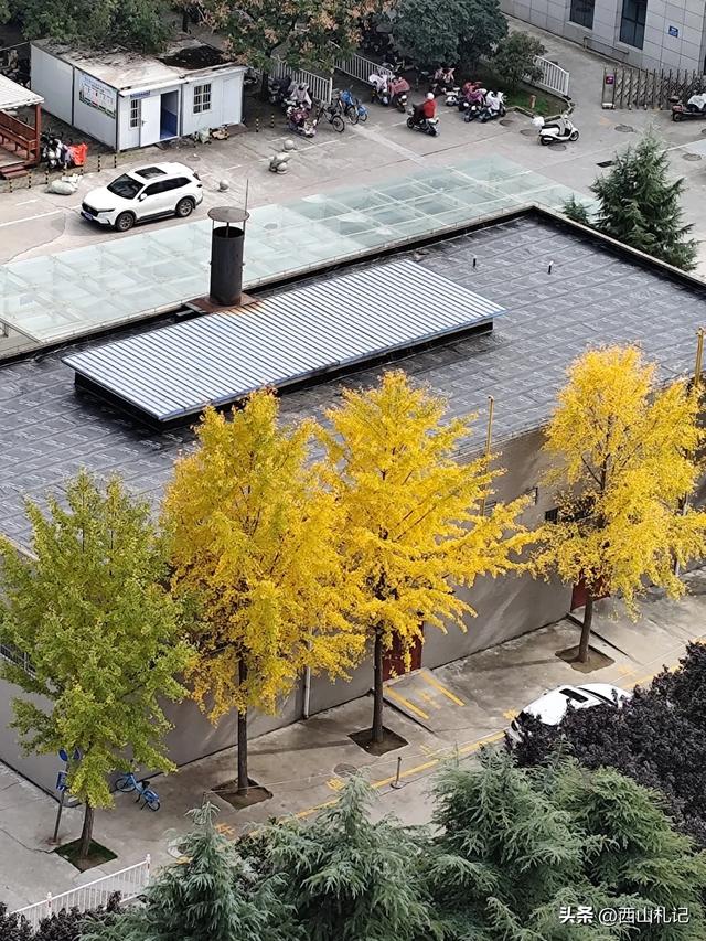 五线小城里的银杏大道,美翻全网的深秋景色原来在这里