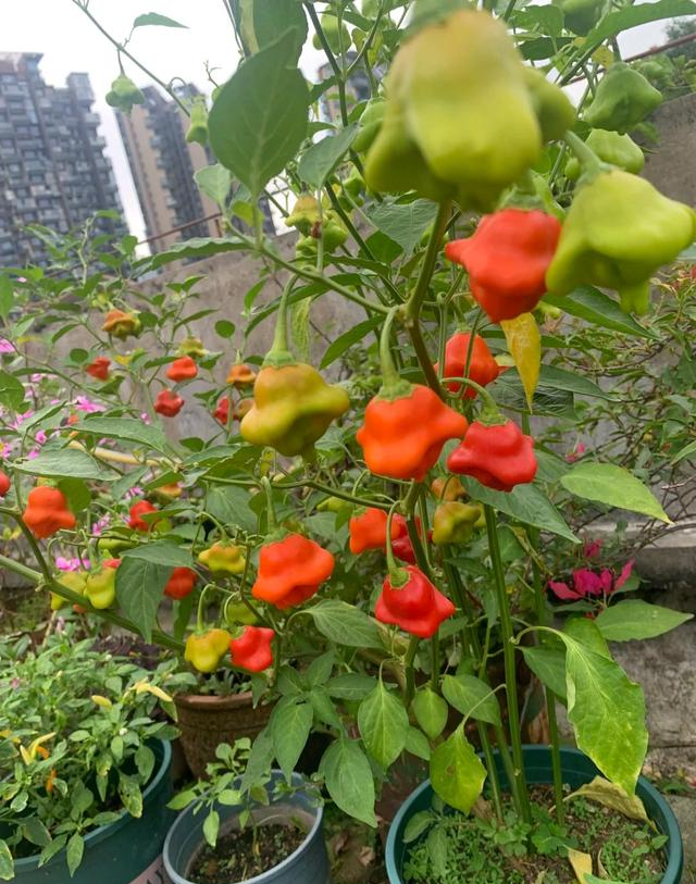 男子因“辣椒当花”引围观，不服来战，网友：小众美被你玩明白了