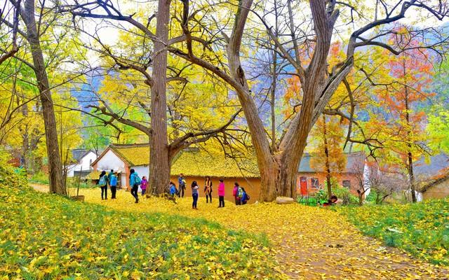 洛阳的秋天在这里封神！3条禅意路线，最后一条让摄影师舍不得走