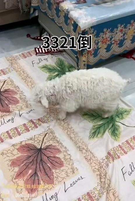 宁夏装死小羊晕倒原因解密，孩子衣服成关键线索，真相太心酸