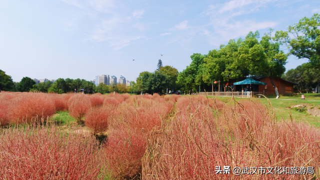 “红色地肤海”进度90%，错过再等1年！