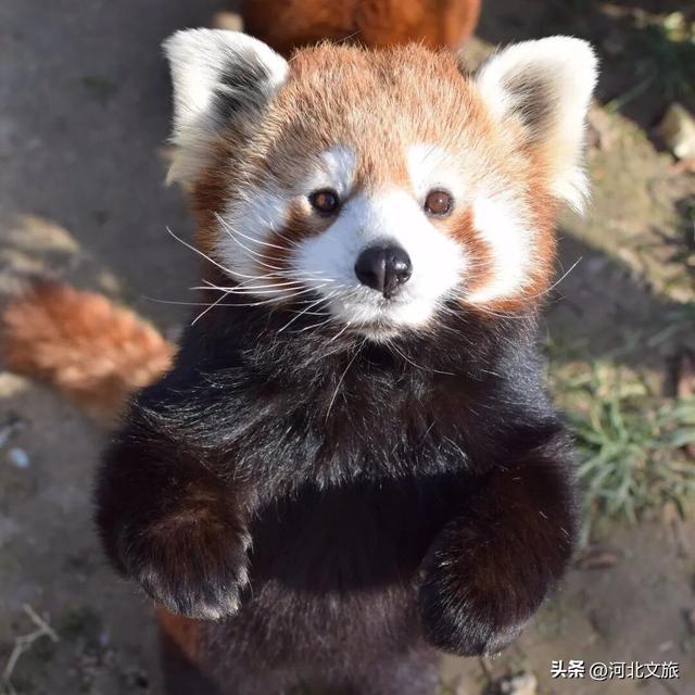 在保定，体验真实版“疯狂动物城”！