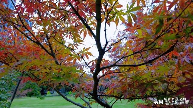 黄浦的秋：色彩与诗意“交响”