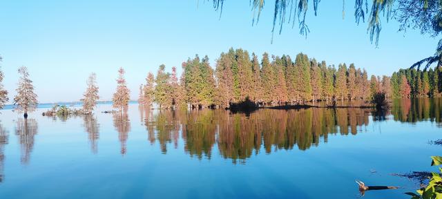 鲸鱼湾旁滇池边，水杉红透冬日水境