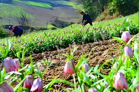 一亩收入12万！这个暴利种植，5亩地年入60万，需求大，不愁销路图片