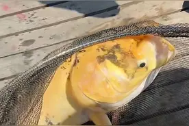 杭州一垂钓农庄钓出金鲢鳙奖价值两千元鱼竿，老板：73天钓出35次，已送7万元奖品图片