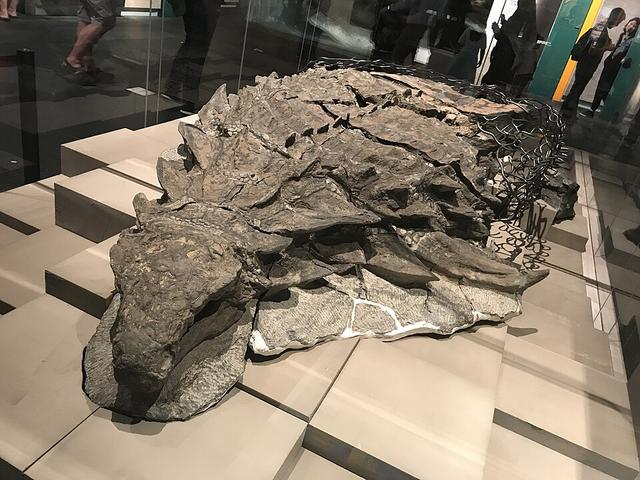 恐龙的真实模样，竟然被古生物学家误判了？