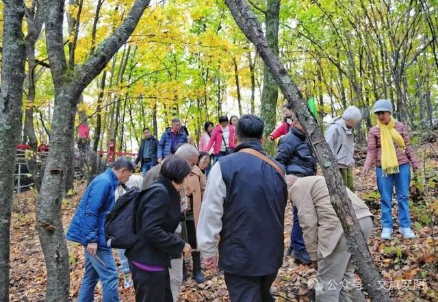 长白山第一村：赴一场秋日“参”宴