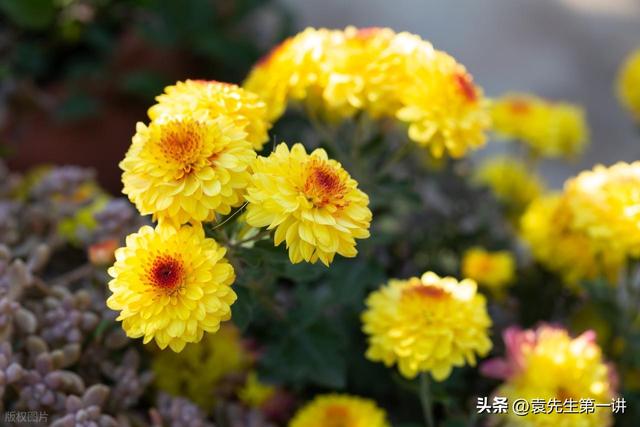 “冷不冷，就看九月九”，今日九九重阳节，今年冬天会很冷吗？