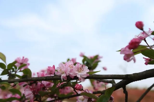 小布丁·早安 | 地名里的重庆：含谷，古韵薪火传，新城万象兴