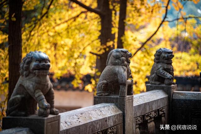 苏州居然还藏着一个“中国四大枫叶胜地”！