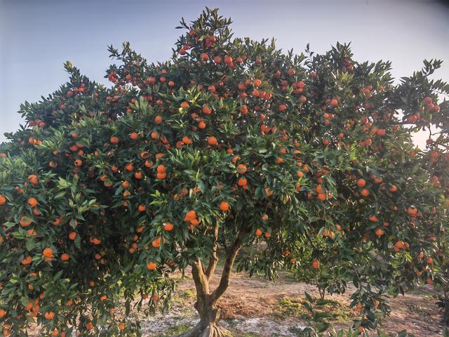 凤栖陶岭橘满坡