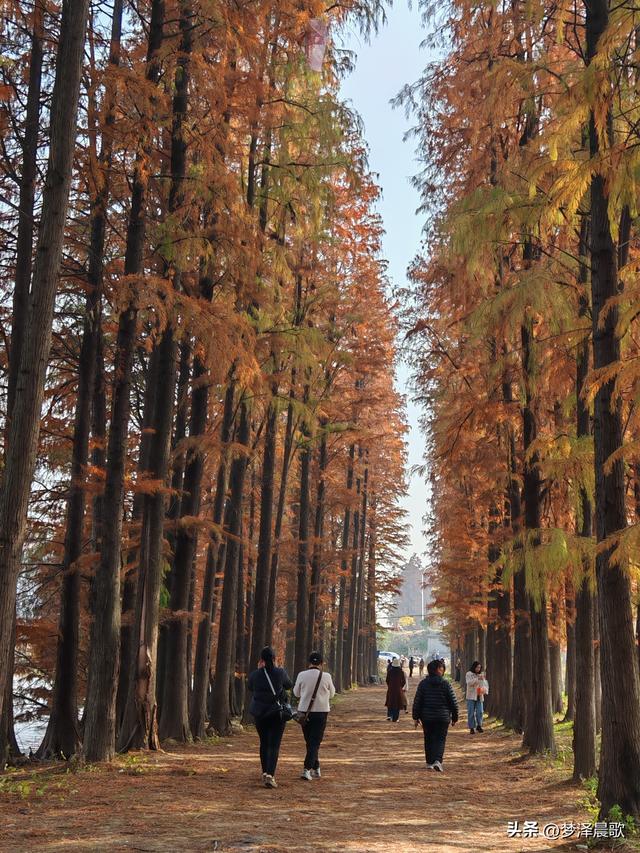 涢水湿地迷人红杉林 冬日画卷中的生态诗篇
