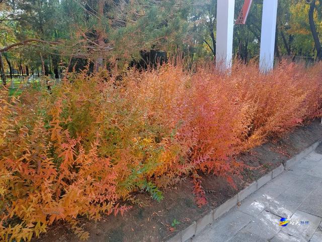 才几天没去,这个公园最近居然变成这样了?!