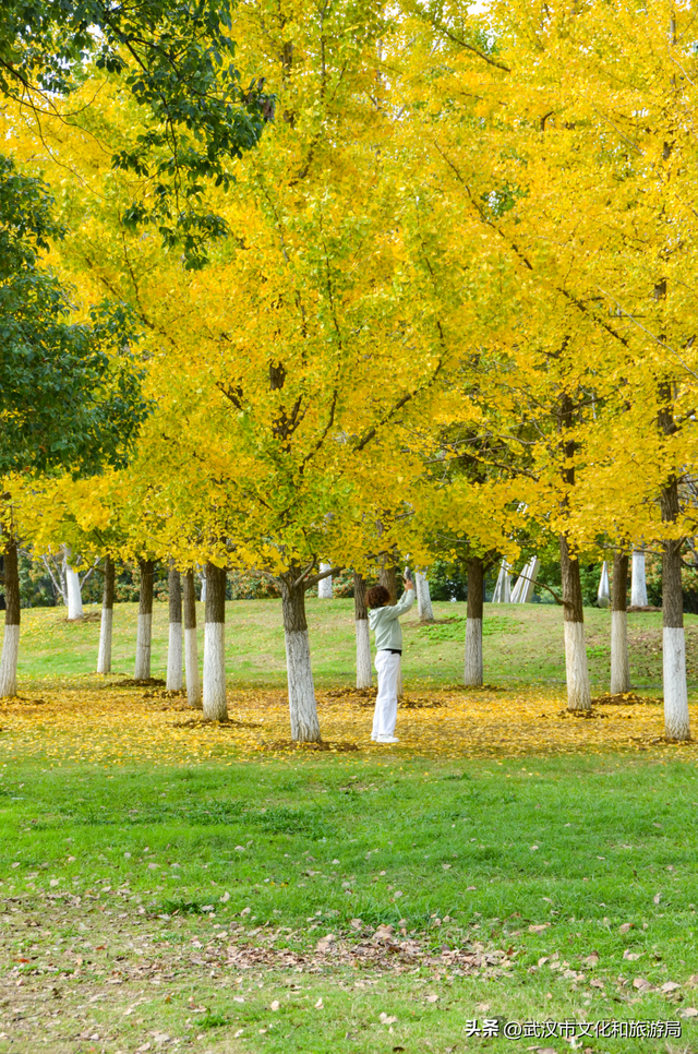 芦花不够看？江滩的银杏已经美疯了！
