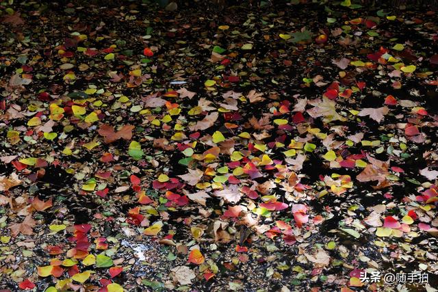 秋色绚烂，上海闵行红园乌桕色彩斑斓梦幻如画